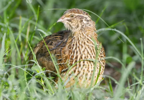 1996942478-Species-Quail-in-long-grass