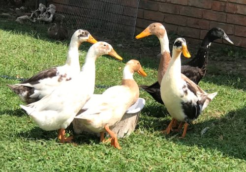 494518172_9933846183333256_3523479396713959104_n