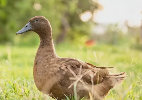 58dd6103e87942dfab41b0ec955ae268.thumbnail.0000000000