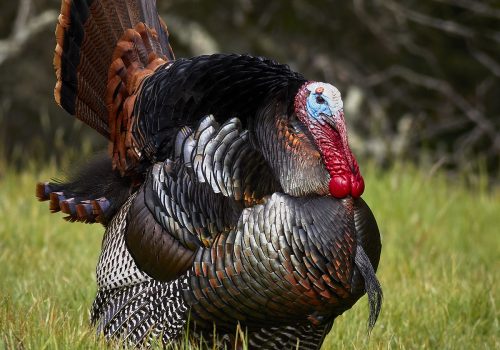 A male wild turkey (Meleagris gallopavo) strutting at Deer Island Open Space Preserve near Novato, Marin County, California