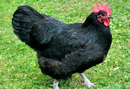 australorp_chicken
